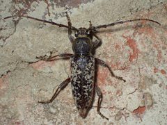 Enaphalodes atomarius by (c) John P Friel, some rights reserved (CC BY), uploaded by John P Friel. Used under a CC-BY license.