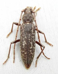Parelaphidion aspersum by (c) jimeckert49, some rights reserved (CC BY). Used under a CC-BY license.