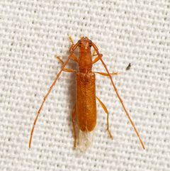 Hypexilis pallida by (c) Justin Williams, some rights reserved (CC BY), uploaded by Justin Williams. Used under a CC-BY license.