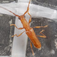 Hypexilis pallida by (c) Victor Engel, some rights reserved (CC BY), uploaded by Victor Engel. Used under a CC-BY license.