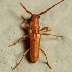 Hypexilis pallida by (c) Justin Williams, some rights reserved (CC BY), uploaded by Justin Williams. Used under a CC-BY license.