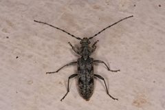 Brothylus conspersus by (c) Hawk T., some rights reserved (CC BY), uploaded by Hawk T.. Used under a CC-BY license.