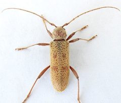 Brothylus gemmulatus by (c) jimeckert49, some rights reserved (CC BY). Used under a CC-BY license.