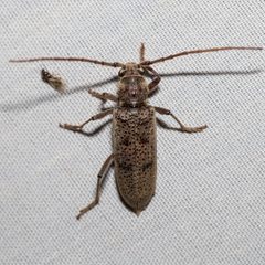 Brothylus gemmulatus by (c) Ken-ichi Ueda, some rights reserved (CC BY), uploaded by Ken-ichi Ueda. Used under a CC-BY license.