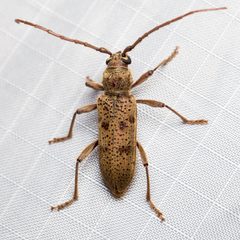 Brothylus by (c) Ken-ichi Ueda, some rights reserved (CC BY), uploaded by Ken-ichi Ueda. Used under a CC-BY license.