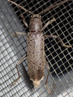 Osmidus guttatus by (c) Sue Carnahan, some rights reserved (CC BY), uploaded by Sue Carnahan. Used under a CC-BY license.