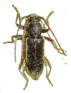 Trichoferus campestris by (c) Igor Balashov, some rights reserved (CC BY), uploaded by Igor Balashov. Used under a CC-BY license.
