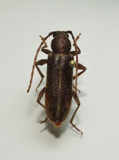 Trichoferus campestris by (c) Борис Георги, some rights reserved (CC BY), uploaded by Борис Георги. Used under a CC-BY license.