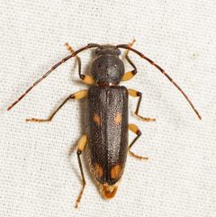 Tylonotus bimaculatus by (c) Justin Williams, some rights reserved (CC BY), uploaded by Justin Williams. Used under a CC-BY license.