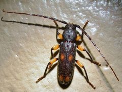 Tylonotus bimaculatus by (c) Annika Lindqvist, some rights reserved (CC BY), uploaded by Annika Lindqvist. Used under a CC-BY license.