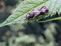 Hybodera tuberculata by (c) David Anderson, some rights reserved (CC BY), uploaded by David Anderson. Used under a CC-BY license.