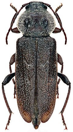 Hylotrupes bajulus by (c) CSIRO, some rights reserved (CC BY). Used under a CC-BY license.
