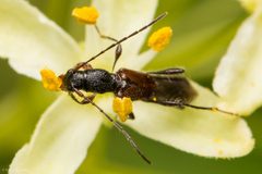 Molorchus longicollis by (c) Ken-ichi Ueda, some rights reserved (CC BY), uploaded by Ken-ichi Ueda. Used under a CC-BY license.