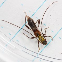 Molorchus longicollis by (c) Ken-ichi Ueda, some rights reserved (CC BY), uploaded by Ken-ichi Ueda. Used under a CC-BY license.