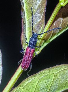 Ancylocera by (c) Raven Dandridge, some rights reserved (CC BY), uploaded by Raven Dandridge. Used under a CC-BY license.