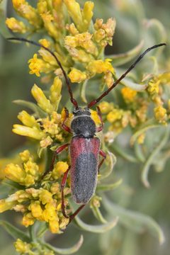Crossidius hirtipes by (c) Trevor Van Loon, some rights reserved (CC BY), uploaded by Trevor Van Loon. Used under a CC-BY license.