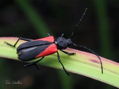 Purpuricenus humeralis by (c) Thilina Hettiarachchi, some rights reserved (CC BY), uploaded by Thilina Hettiarachchi. Used under a CC-BY license.