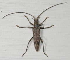 Elytrimitatrix undata by (c) Amber M. King, some rights reserved (CC BY), uploaded by Amber M. King. Used under a CC-BY license.