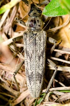 Elytrimitatrix undata by (c) Justin Williams, some rights reserved (CC BY), uploaded by Justin Williams. Used under a CC-BY license.