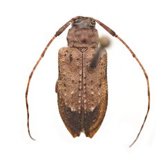 Astylopsis arcuata by (c) Hopper Museum, some rights reserved (CC BY), uploaded by Hopper Museum. Used under a CC-BY license.
