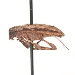 Astylopsis arcuata by (c) Hopper Museum, some rights reserved (CC BY), uploaded by Hopper Museum. Used under a CC-BY license.