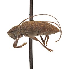 Atrypanius irrorellus by (c) Hopper Museum, some rights reserved (CC BY), uploaded by Hopper Museum. Used under a CC-BY license.