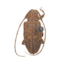Atrypanius irrorellus by (c) Hopper Museum, some rights reserved (CC BY), uploaded by Hopper Museum. Used under a CC-BY license.