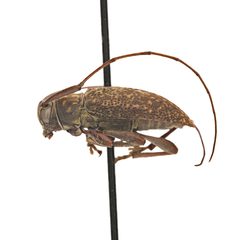 Atrypanius irrorellus by (c) Hopper Museum, some rights reserved (CC BY), uploaded by Hopper Museum. Used under a CC-BY license.