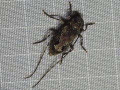 Eutrichillus canescens by (c) Sam Kieschnick, some rights reserved (CC BY), uploaded by Sam Kieschnick. Used under a CC-BY license.