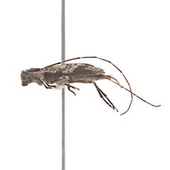 Eutrichillus neomexicanus by (c) Hopper Museum, some rights reserved (CC BY), uploaded by Hopper Museum. Used under a CC-BY license.