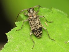 Hyperplatys maculata by (c) jonsense, some rights reserved (CC BY), uploaded by jonsense. Used under a CC-BY license.