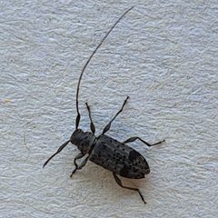 Hyperplatys maculata by (c) Will Linnard, some rights reserved (CC BY), uploaded by Will Linnard. Used under a CC-BY license.