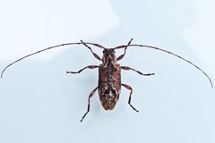 Sternidius alpha by (c) Bill Keim, some rights reserved (CC BY). Used under a CC-BY license.