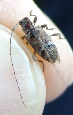 Sternidius misellus by (c) Gordon C. Snelling, some rights reserved (CC BY), uploaded by Gordon C. Snelling. Used under a CC-BY license.