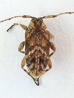 Styloleptus biustus by (c) jimeckert49, some rights reserved (CC BY). Used under a CC-BY license.