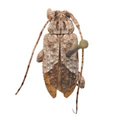 Styloleptus biustus by (c) Hopper Museum, some rights reserved (CC BY), uploaded by Hopper Museum. Used under a CC-BY license.