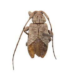 Styloleptus biustus by (c) Hopper Museum, some rights reserved (CC BY), uploaded by Hopper Museum. Used under a CC-BY license.