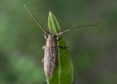 Sybra alternans by (c) Eridan Xharahi, some rights reserved (CC BY). Used under a CC-BY license.