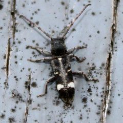Psenocerus supernotatus by (c) adam1420, some rights reserved (CC BY), uploaded by adam1420. Used under a CC-BY license.