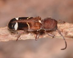 Psenocerus supernotatus by (c) skitterbug, some rights reserved (CC BY), uploaded by skitterbug. Used under a CC-BY license.