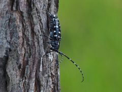 Anoplophora glabripennis by no rights reserved, uploaded by 葉子. Used under a CC0 license.