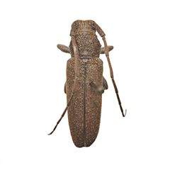 Ataxia falli by (c) Hopper Museum, some rights reserved (CC BY), uploaded by Hopper Museum. Used under a CC-BY license.