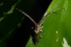 Pteropliini by (c) Aalbert Rebergen, some rights reserved (CC BY), uploaded by Aalbert Rebergen. Used under a CC-BY license.