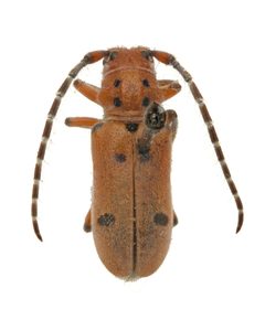 Tetraopes femoratus by (c) Hopper Museum, some rights reserved (CC BY), uploaded by Hopper Museum. Used under a CC-BY license.