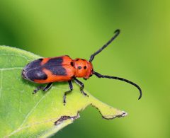 Tetraopes melanurus by (c) Christine Young, some rights reserved (CC BY), uploaded by Christine Young. Used under a CC-BY license.