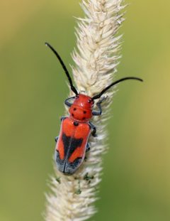 Tetraopes melanurus by (c) Adrienne van den Beemt, some rights reserved (CC BY), uploaded by Adrienne van den Beemt. Used under a CC-BY license.