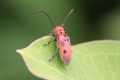 Tetraopes tetrophthalmus by (c) Arthur Windsor, some rights reserved (CC BY). Used under a CC-BY license.