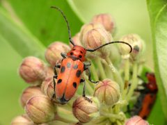 Tetraopes tetrophthalmus by (c) Katja Schulz, some rights reserved (CC BY). Used under a CC-BY license.