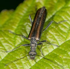 Leptalia macilenta by no rights reserved, uploaded by Jesse Rorabaugh. Used under a CC0 license.