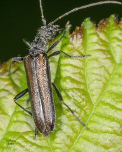 Leptalia macilenta by no rights reserved, uploaded by Jesse Rorabaugh. Used under a CC0 license.
